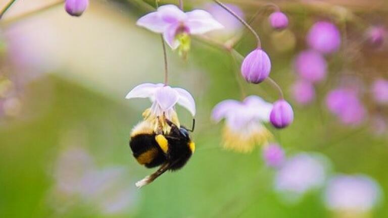 Chromatography Analyses the Health Benefits of Bee Pollen